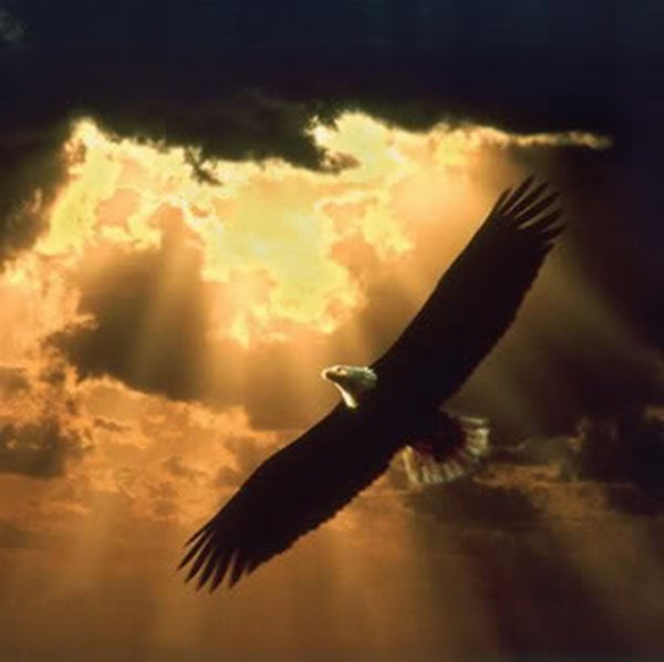 eagle soars