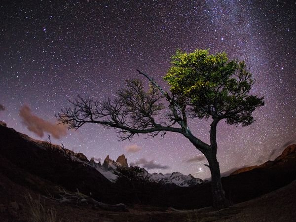 tree-stars-patagonia_68271_600x450