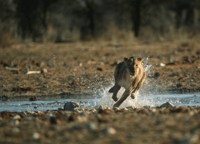 lion-hunt-06